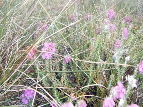1630_bog4