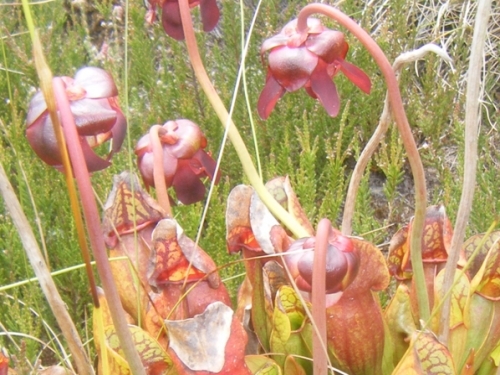 2309_bog8
